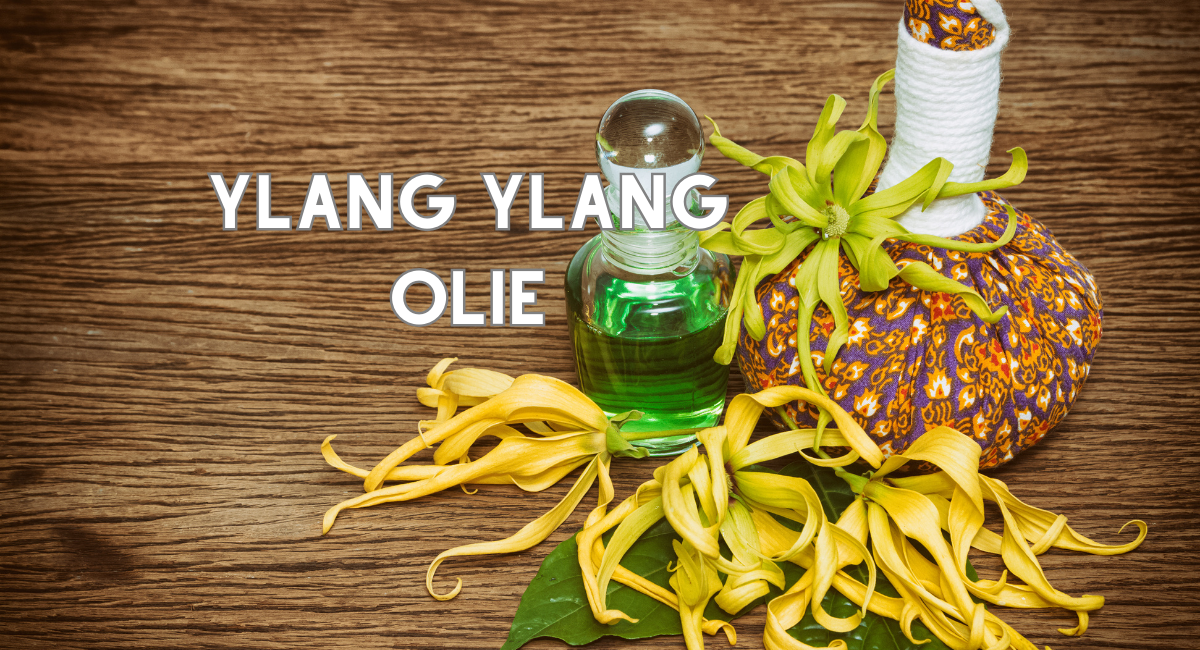 Ylang Ylang Olie: Gebruik en Voordelen voor Haar- en Huidverzorging