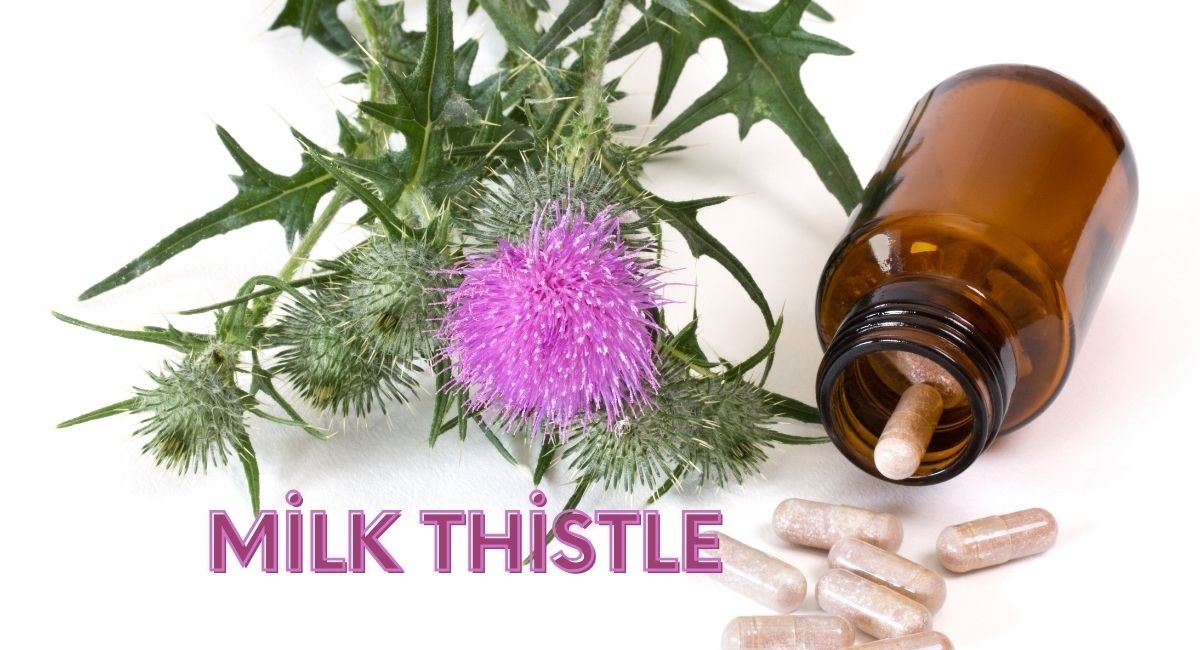 Effecten van Milk Thistle op de gezondheid