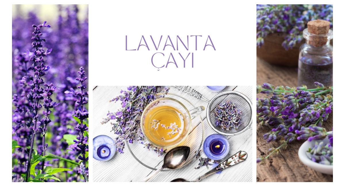 Lavanta Çayı Nasıl Hazırlanır? Lavanta Çayının Faydaları