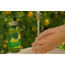 Eyup  Sabri Tuncer Natural Olive Oil Liquid Soap Cesme Lemon 500 ml