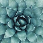 TEQUILA / MEZCAL