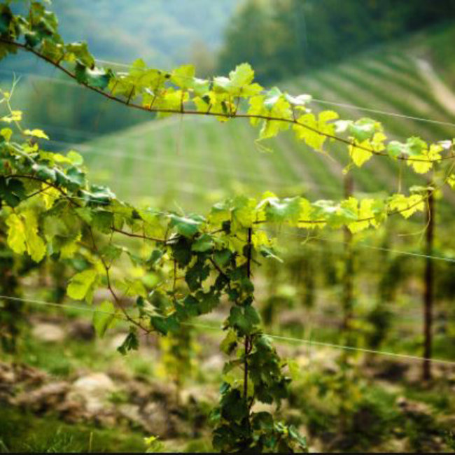 Mille Bolle Spumante Millesimato Extra Dry 0.75 l 11% vol