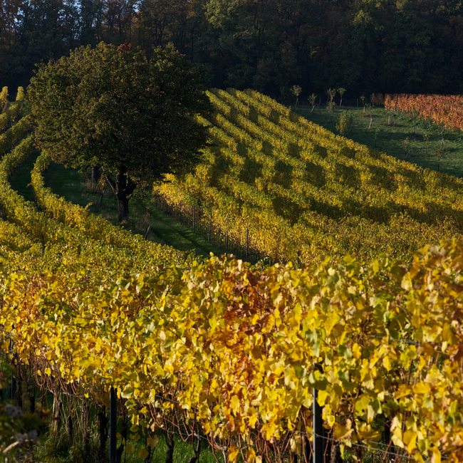 Salzberg (BF/ME) 2019 BIO 0.75 l