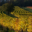 Salzberg (BF/ME) 2019 BIO 0.75 l
