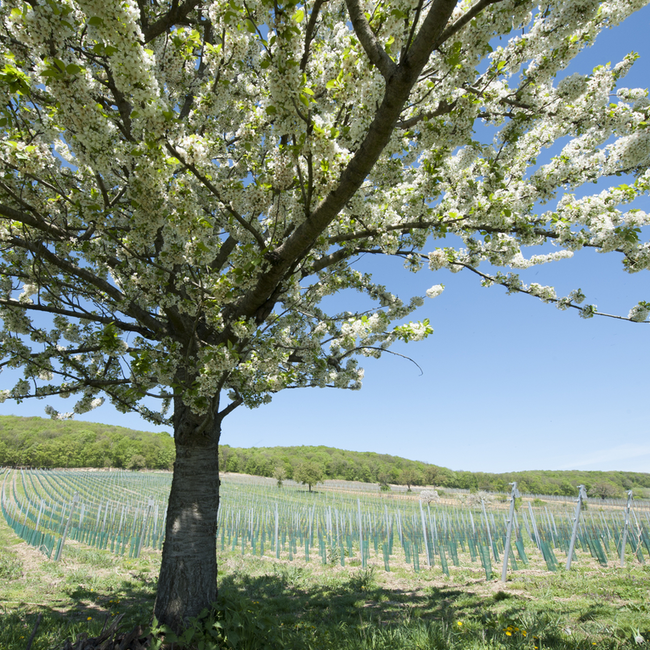 Pannobile (BF/ZW) BIO 2016 0.75 l