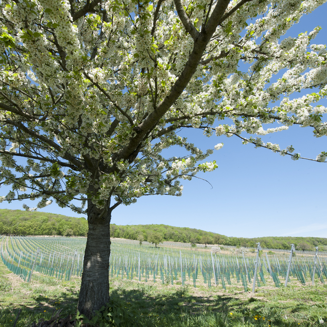 Chardonnay Leithaberg DAC BIO 2023 0.75 l