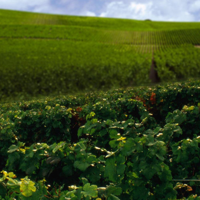 Grand Blanc de Blancs Brut Champagner in GP 0.75 l 12% vol