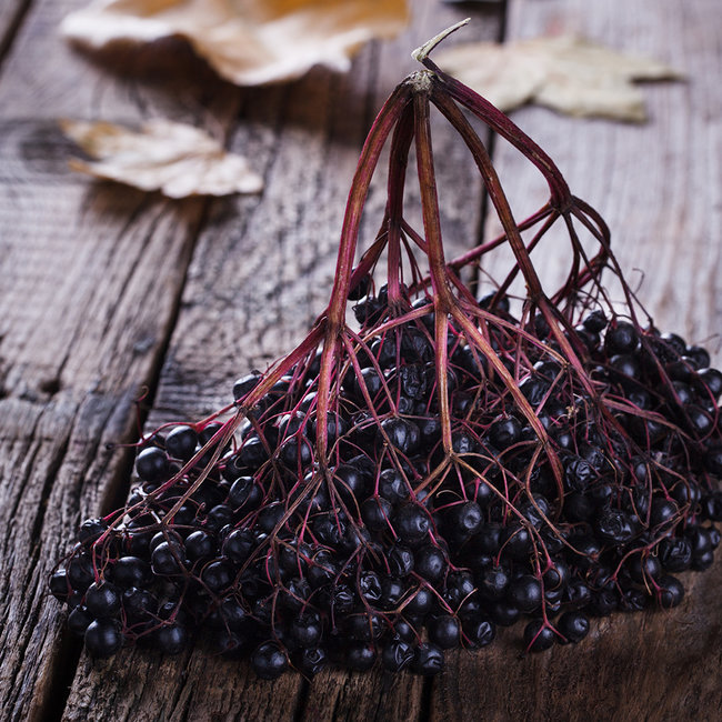 Holunder Edelbrand 0.5 l 42% vol