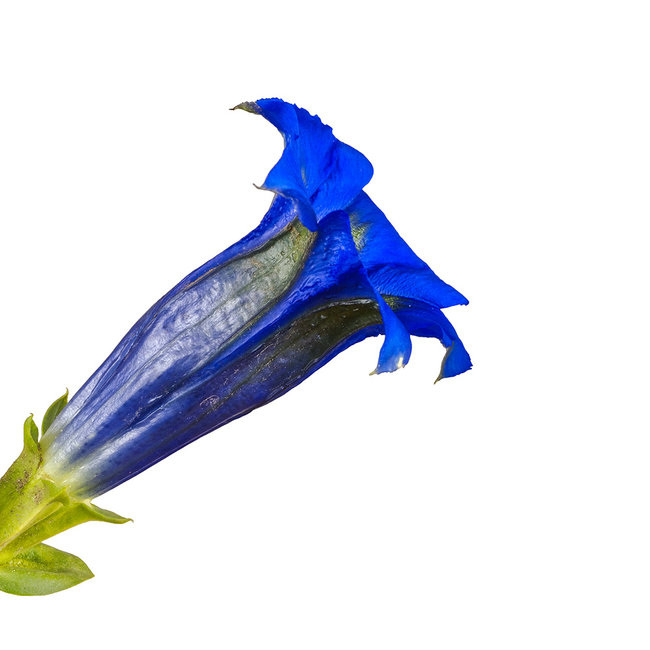 Enzian Edelbrand 0.5 l 45% vol