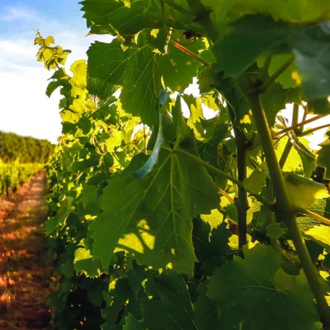 Lillet Blanc Aperitif 0.75 l 17% vol