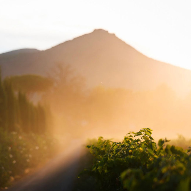 Le Macchiole (ME/CF/CS/SY) Bolgheri Rosso DOC 2023 0.75 l