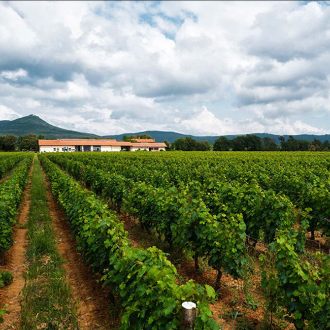 Le Macchiole (ME/CF/CS/SY) Bolgheri Rosso DOC 2023 0.75 l