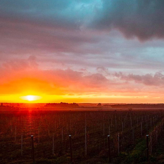 Le Macchiole (ME/CF/CS/SY) Bolgheri Rosso DOC 2023 0.75 l