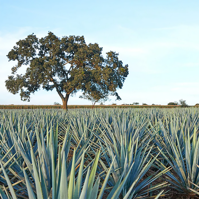 Tequila Reposado 0,7 l 40 % vol