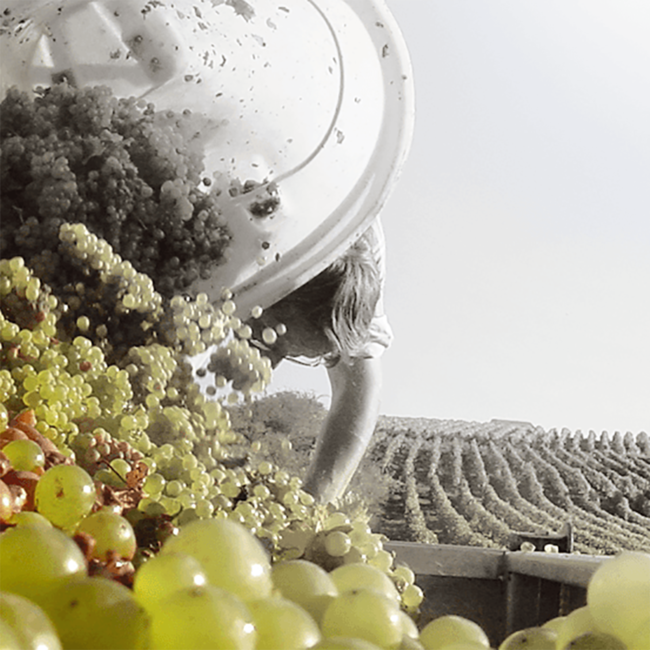 Sancerre "Le Grand Rochoy" AOP 2023 0.75 l