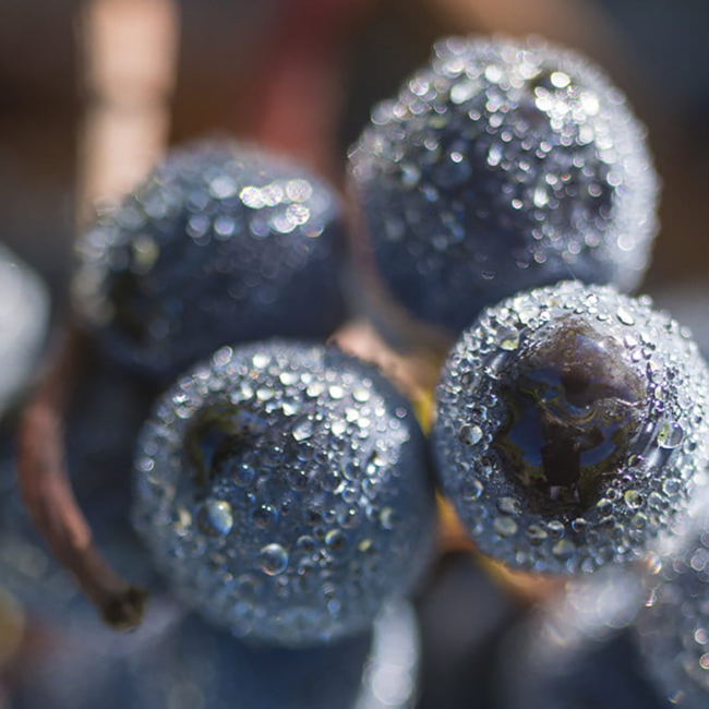 Sancerre "Le Grand Rochoy" AOP 2023 0.75 l