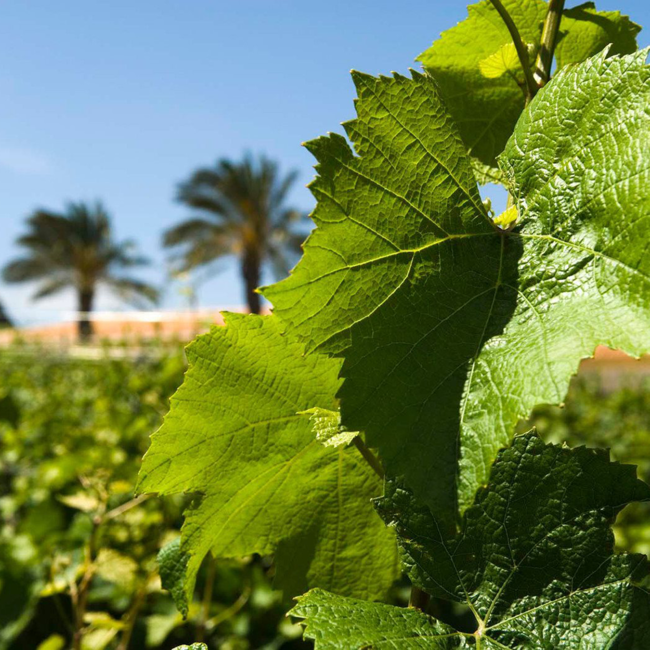 Pinot Grigio Terre Siciliane DOC 2024 0.75 l