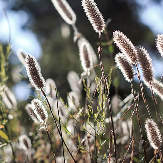 Confidentielle Rose AOP Cotes des Provence 2025 0.75 l