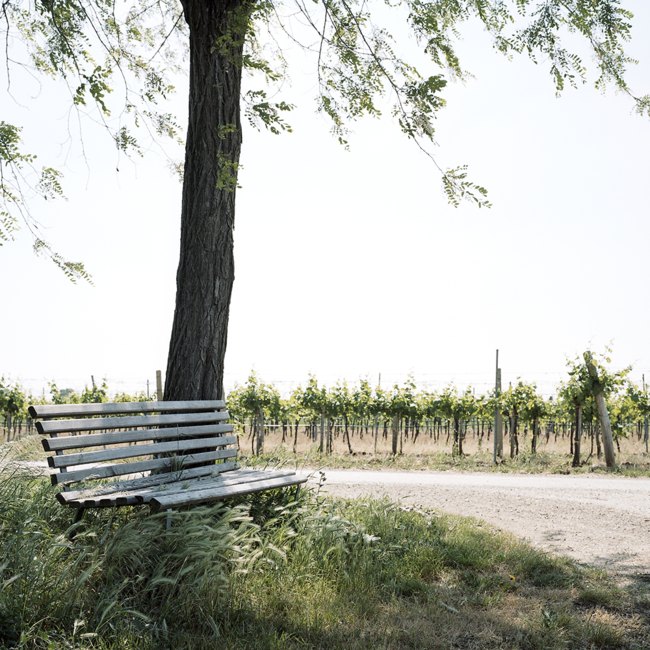 Comondor (ME/BF/CS) 2020 Magnum 1.50 l