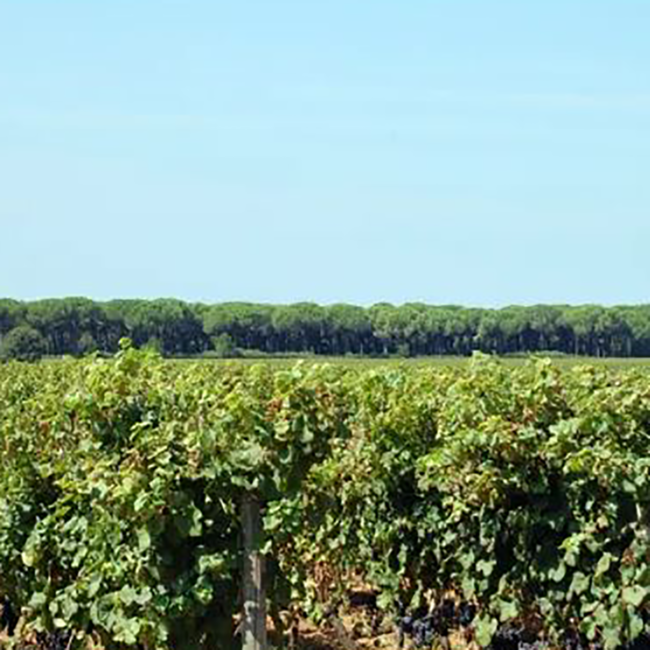 Magari (CS/CF/PV) Bolgheri DOP 2023 0.75 l