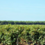 Magari (CS/CF/PV) Bolgheri DOP 2023 0.75 l