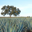 Teremana Tequila TRIO (Anejo - Reposado - Blanco) 0.7 l 40% vol