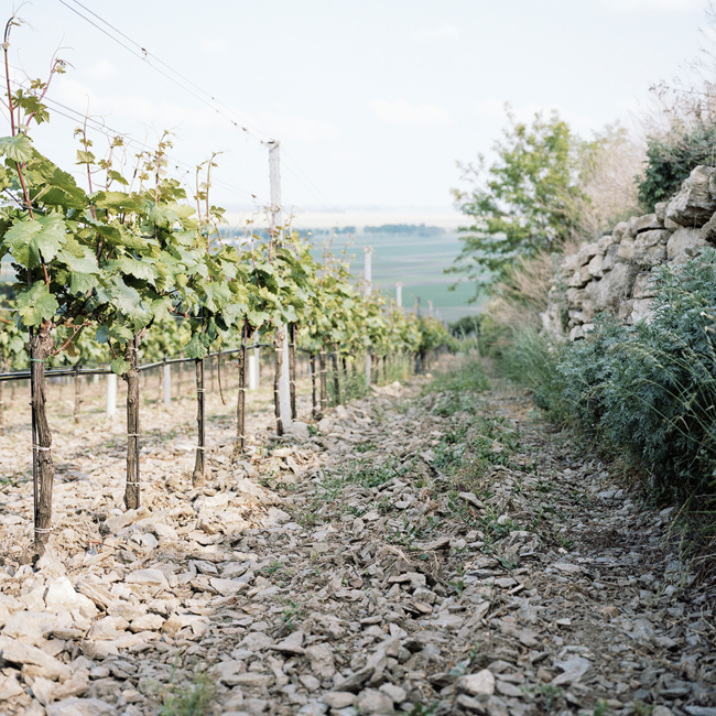 Pannobile (BF/ZW) 2021 0.75 l