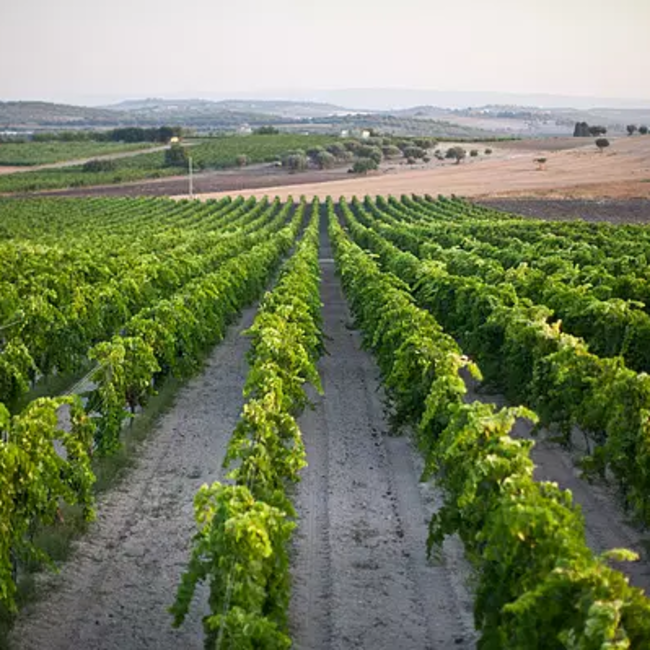 Cut & Run Nero d'Avola DOC 2018 0.75 l