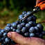Blaufränkisch Perwolff 2020 Magnum 1.5 l