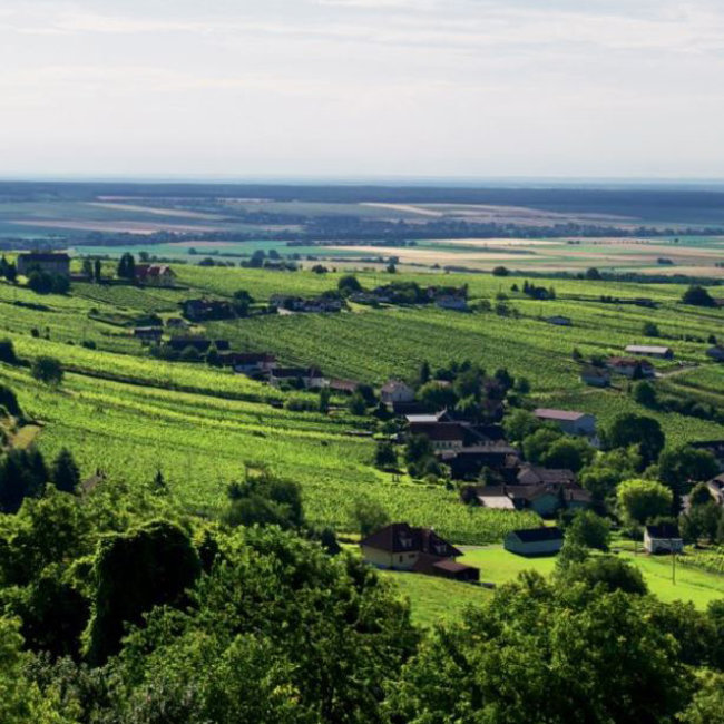 Blauer Zweigelt 2024 0.75 l