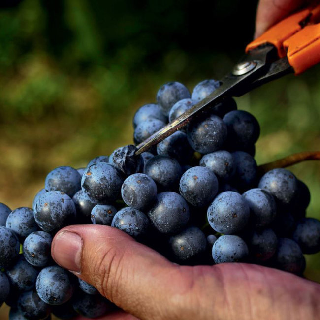 Blaufränkisch Perwolff 2019 0.75 l