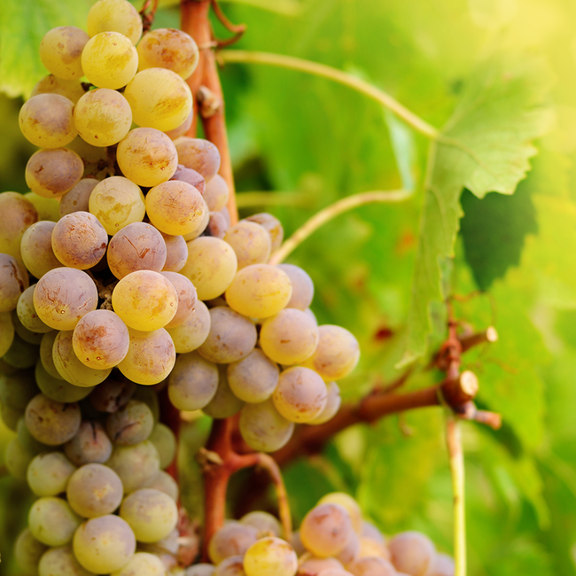 Riesling Ried Loibenberg 2023 0.75 l