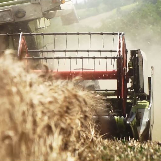 Linguine Hartweizennudeln (500g)