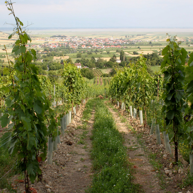 Gabarinza (ZW/BF/ME) BIO 2019 0.75 l