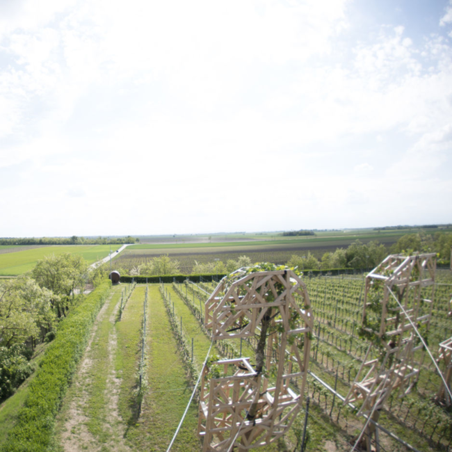 Cuvee Classic (ZW/CS/ME) 2024 0.75 l