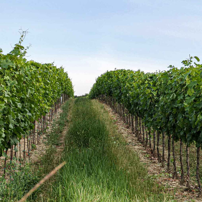 Grüner Veltliner Endlos Grande Reserve 2020 Magnum 1.50 l