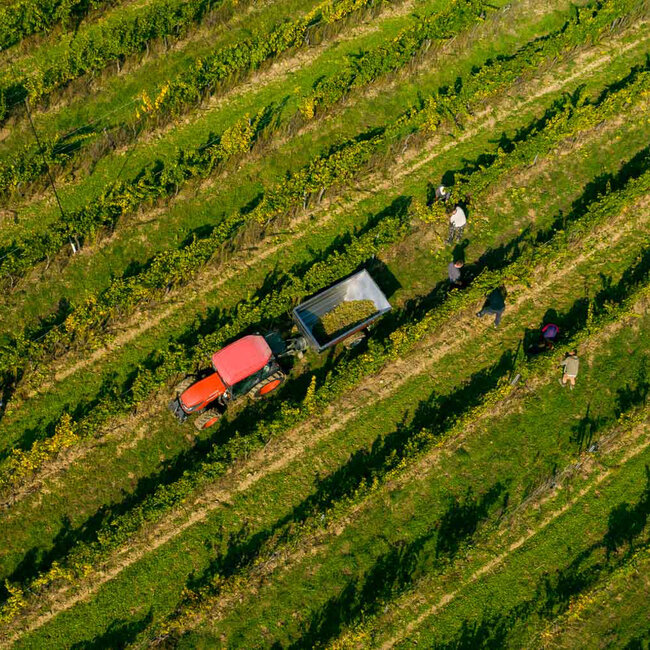 Grüner Veltliner Endlos Grande Reserve 2020 Magnum 1.50 l