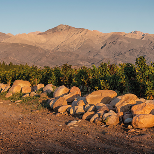 Malbec Reserva 2022 0.75 l