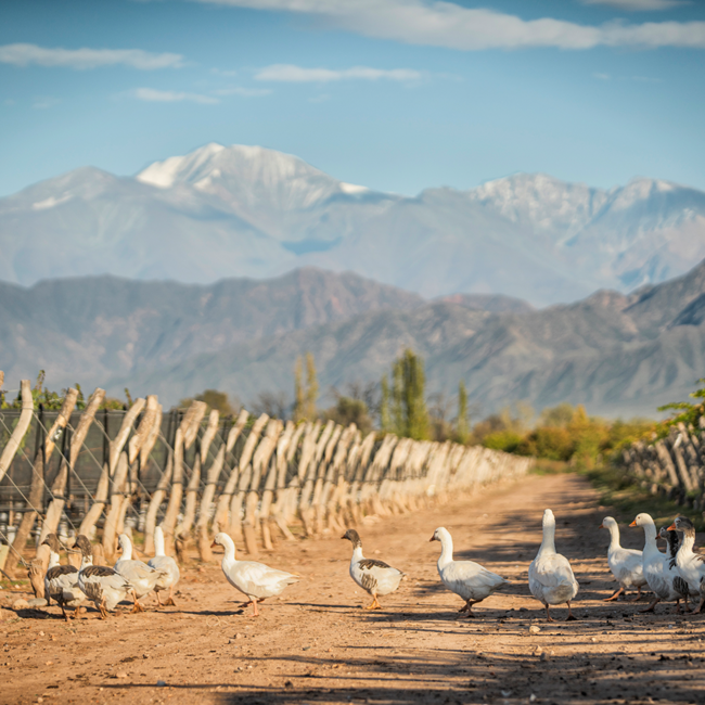 Malbec Reserva 2022 0.75 l