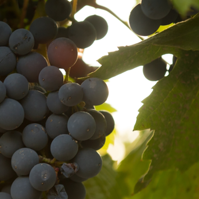 Malbec Reserva 2022 0.75 l