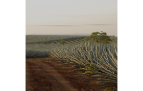 Don Julio / Mexiko, Jalisco