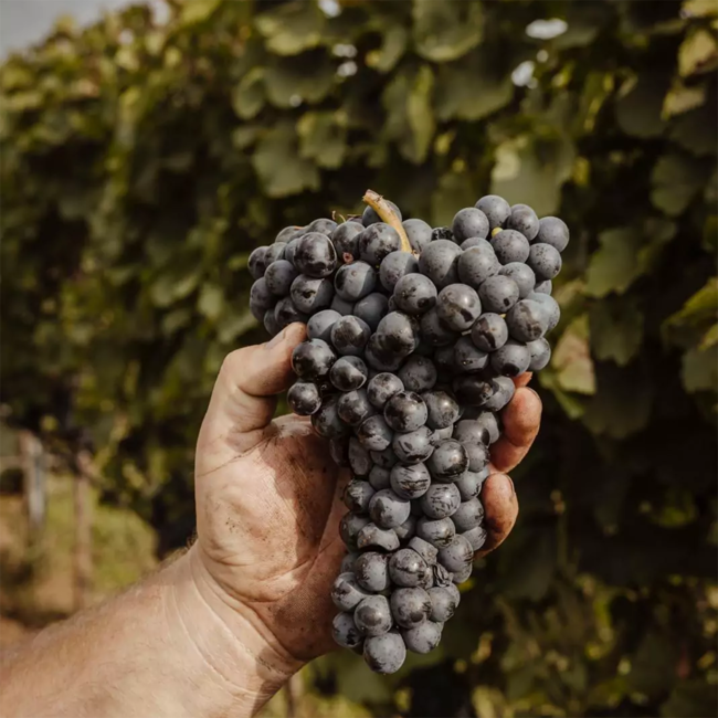 Heideboden Cuvee Rot (ZW/CS/SL/ME) 2021 0.75 l