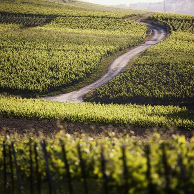 Champagner Prestige Rosé GB Bubbles Magnum 1.50 l 12.50 % vol