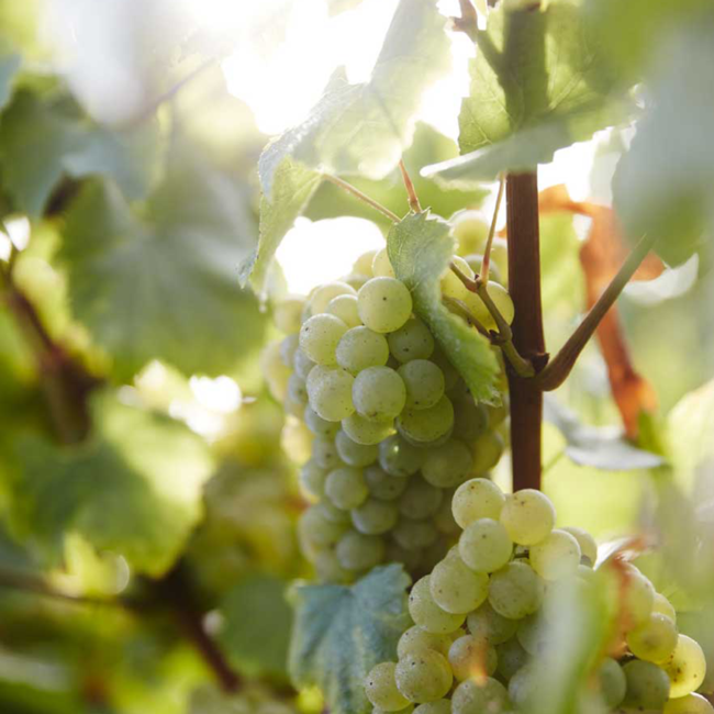 Champagner Prestige Rosé GB Bubbles Magnum 1.50 l 12.50 % vol