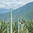 Vida Single Village Mezcal 0.7 l 42% vol