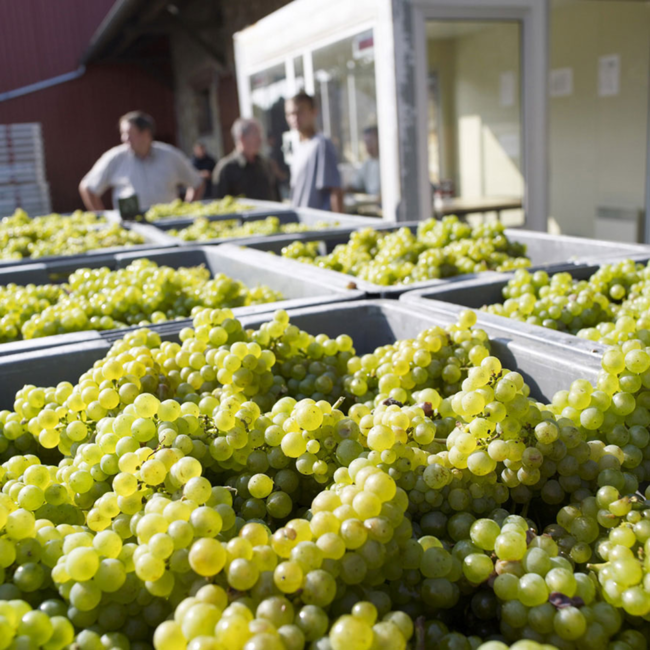 Concordia Brut Champagner 0.75 l 12% vol