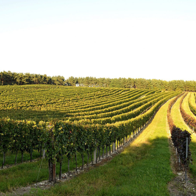 Zweigelt Girmer Reserve 2021 0.75 l