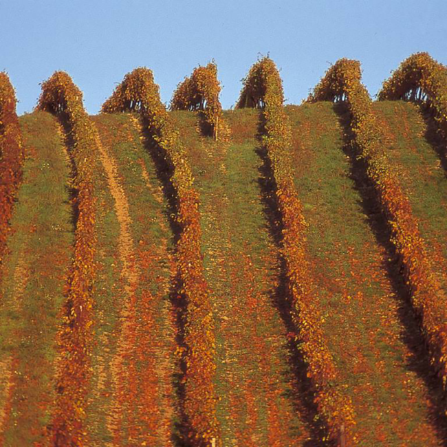 Wilde Wilde White 2025 0.75 l