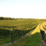 Wilde Wilde White 2025 0.75 l