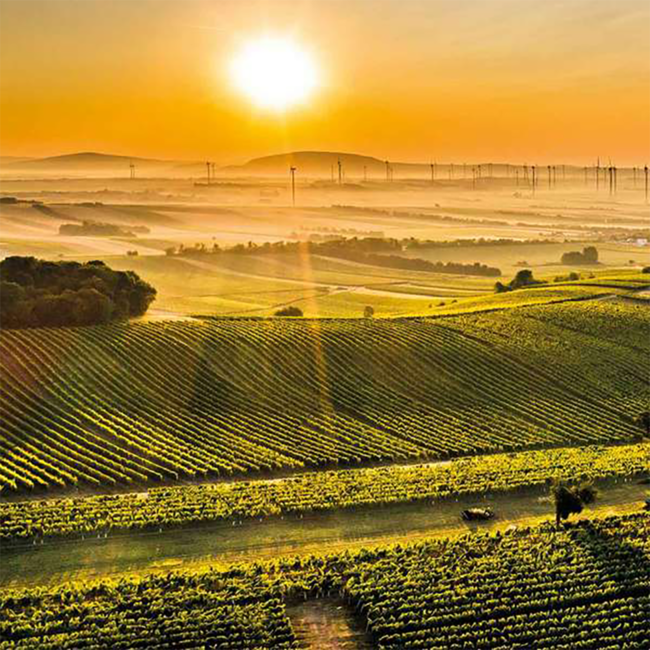 Chardonnay Selection 2024 0.75 l